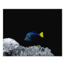 Blue Tang Fish Foto Afdruk
