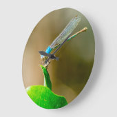 Blue Texas Damselfly op een lef Grote Klok (Hoek)