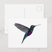 Blue-throated starfrontlet briefkaart (Voorkant / Achterkant)