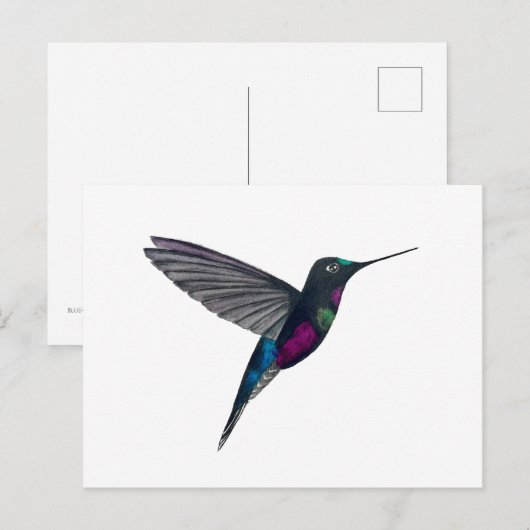 Blue-throated starfrontlet briefkaart (Voorkant / Achterkant)