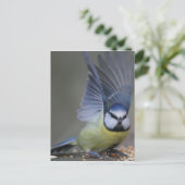 Blue tit bird beautiful wings briefkaart (Staand voorkant)