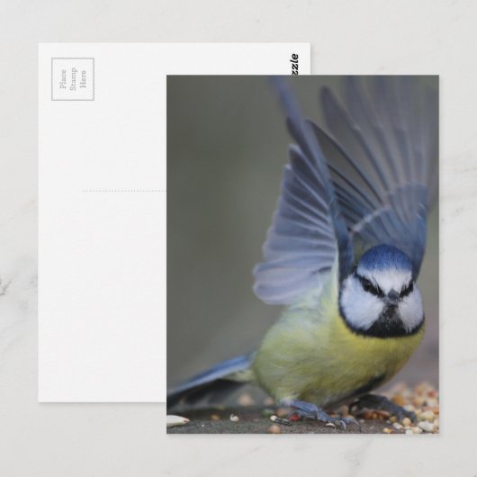Blue tit bird beautiful wings briefkaart (Voorkant / Achterkant)