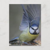 Blue tit bird beautiful wings briefkaart (Voorkant)
