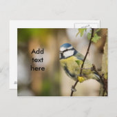 Blue tit. briefkaart (Voorkant / Achterkant)