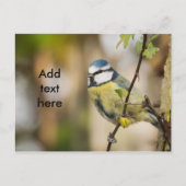 Blue tit. briefkaart (Voorkant)