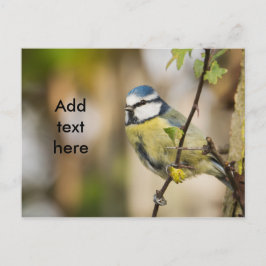 Blue tit. briefkaart
