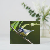 Blue Tit in het najaar Briefkaart (Staand voorkant)