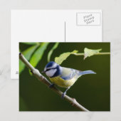 Blue Tit in het najaar Briefkaart (Voorkant / Achterkant)