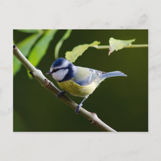 Blue Tit in het najaar Briefkaart (Voorkant)