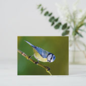 Blue Tit in het najaar Briefkaart (Staand voorkant)