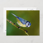 Blue Tit in het najaar Briefkaart (Voorkant / Achterkant)