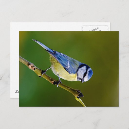 Blue Tit in het najaar Briefkaart (Voorkant / Achterkant)