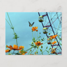 Blue Triangle Butterfly & Cosmos Flowers: Japan