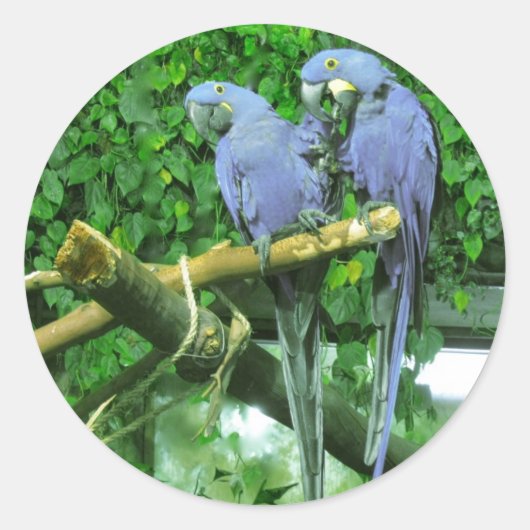 Blue Twin Parrots Ronde Sticker (Voorkant)