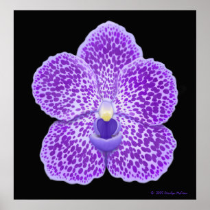 Blue Vanda Orchid Bloom Print