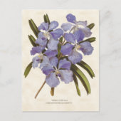 Blue Vanda Orchid  Botanical Briefkaart (Voorkant)