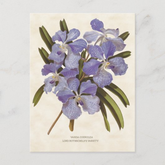 Blue Vanda Orchid  Botanical Briefkaart (Voorkant)