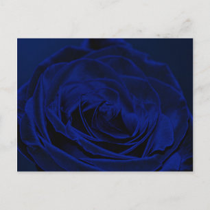 Blue Velvet roos.jpg Briefkaart
