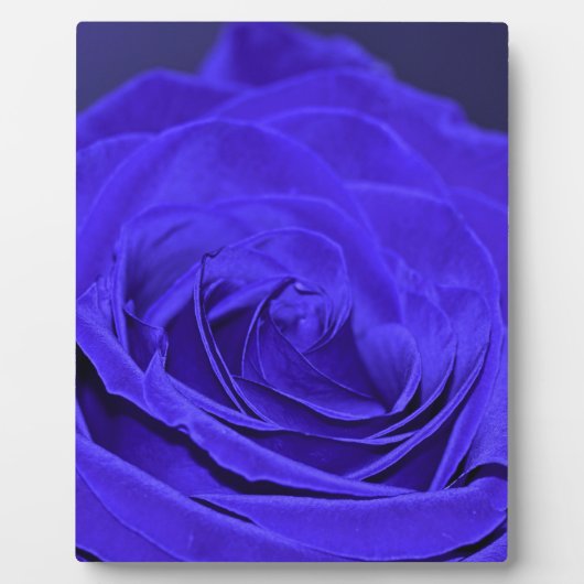 Blue Velvet Rose Fotoplaat (Voorkant)