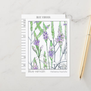 Blue Vervain Materia Medica Herbal Study Kaart