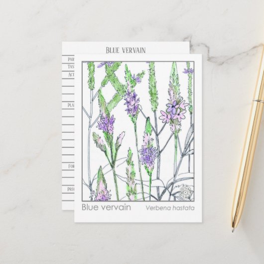 Blue Vervain Materia Medica Herbal Study Kaart (Voorkant / Achterkant in situ)