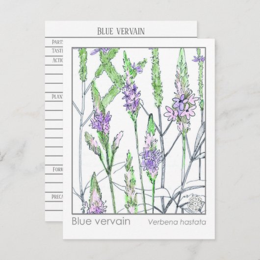 Blue Vervain Materia Medica Herbal Study Kaart (Voorkant / Achterkant)