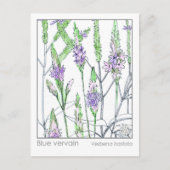 Blue Vervain Materia Medica Herbal Study Kaart (Voorkant)