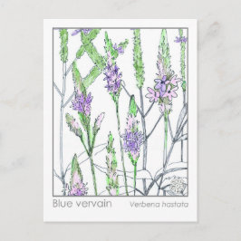 Blue Vervain Materia Medica Herbal Study Kaart