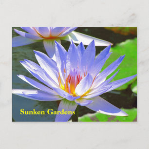 Blue water Lily #106N 0106 Briefkaart