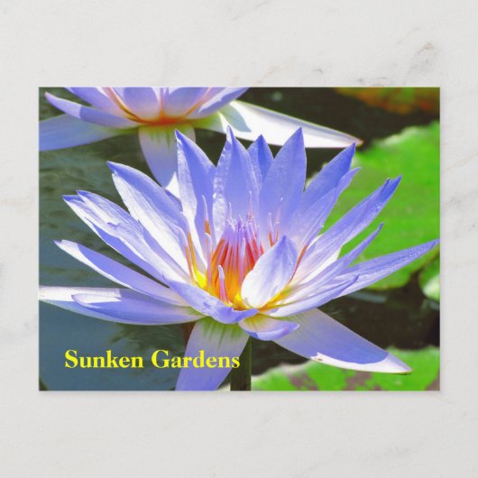 Blue water Lily #106N 0106 Briefkaart (Voorkant)