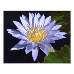 Blue Water Lily 14-inch x 11-inch foto afdrukken