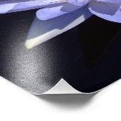 Blue Water Lily 14-inch x 11-inch foto afdrukken (Hoek)