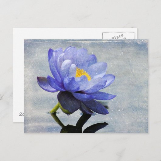 Blue Water Lily briefkaart (Voorkant / Achterkant)