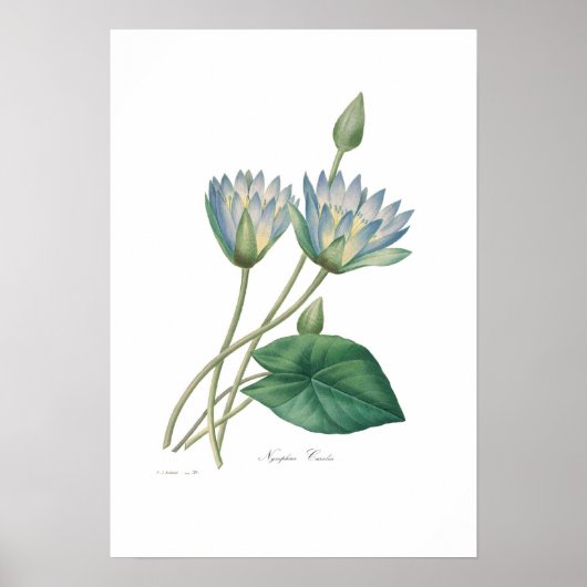 Blue Waterlily Poster (Voorkant)
