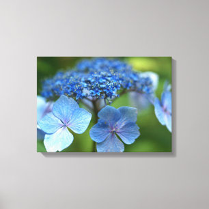 Blue Wave Lacecap Hortensia Canvas Afdruk