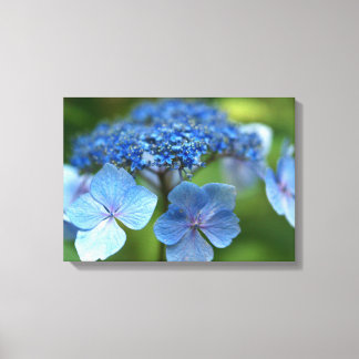 Blue Wave Lacecap Hortensia Canvas Afdruk
