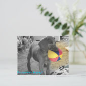 Blue Weimaraner Puppy playing Briefkaart (Staand voorkant)