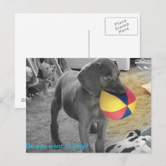 Blue Weimaraner Puppy playing Briefkaart (Voorkant / Achterkant)