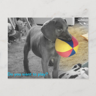 Blue Weimaraner Puppy playing Briefkaart