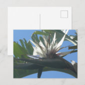Blue White Strelitzia Flower DIY Briefkaart (Voorkant / Achterkant)