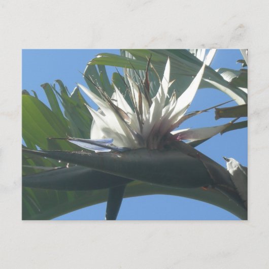 Blue White Strelitzia Flower DIY Briefkaart (Voorkant)