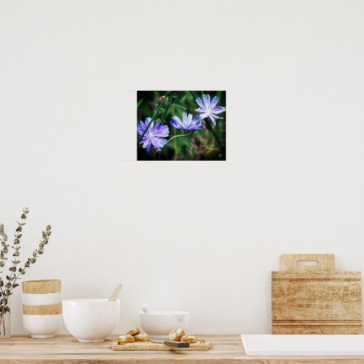 Blue Wild Chicory Flower Trio Poster (Keuken)