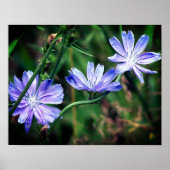 Blue Wild Chicory Flower Trio Poster (Voorkant)