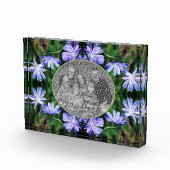 Blue Wild Chicory Flowers Lijst Voeg toe Fotoblokken (Rechts)