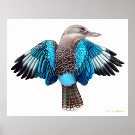 Blue Winged Kookaburra Print (Voorkant)