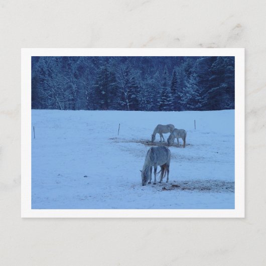 Blue Winter Horses Briefkaart (Voorkant)