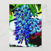 Blue Wisteria Briefkaart (Voorkant)