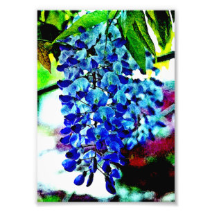 Blue Wisteria Foto Afdruk