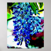 Blue Wisteria Poster (Voorkant)