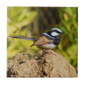 Blue Wren Tegeltje (Voorkant)